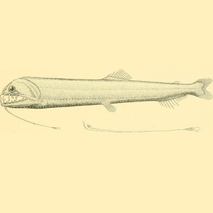 Borostomias antarcticus