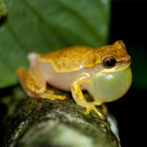 Dendropsophus ebraccatus