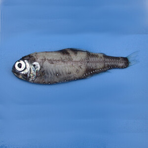 Electrona antarctica