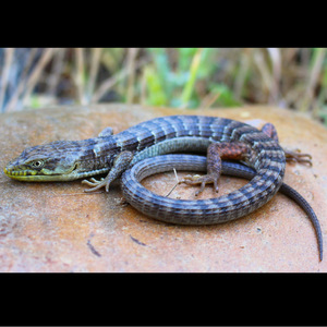 Elgaria multicarinata