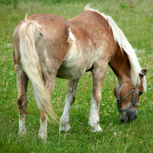Equus caballus