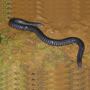 Geotrypetes seraphini