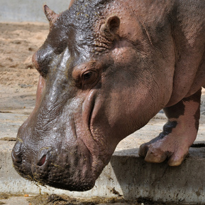 Hippopotamus amphibius