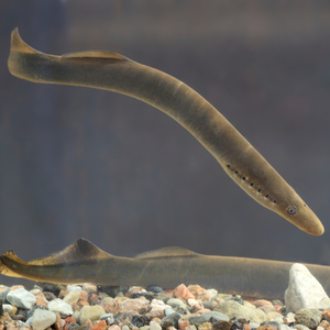 Lampetra fluviatilis