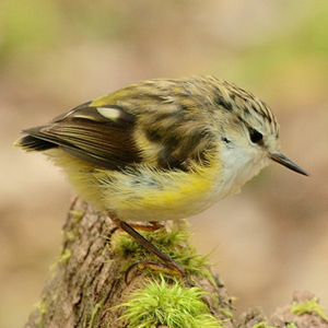 Acanthisitta chloris