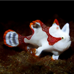 Antennarius maculatus