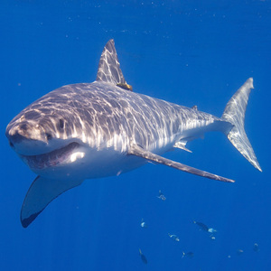 Carcharodon carcharias