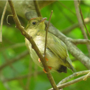 Chiroxiphia lanceolata