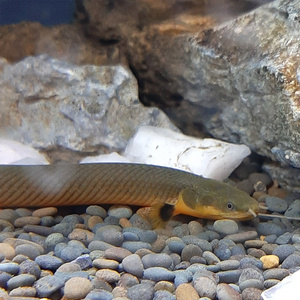 Erpetoichthys calabaricus