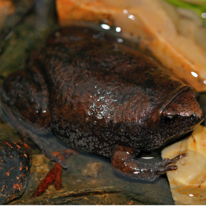 Gastrophryne carolinensis