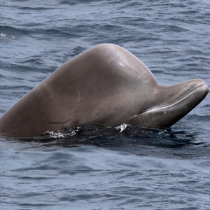 Hyperoodon ampullatus