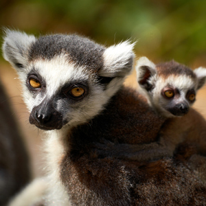Lemur catta