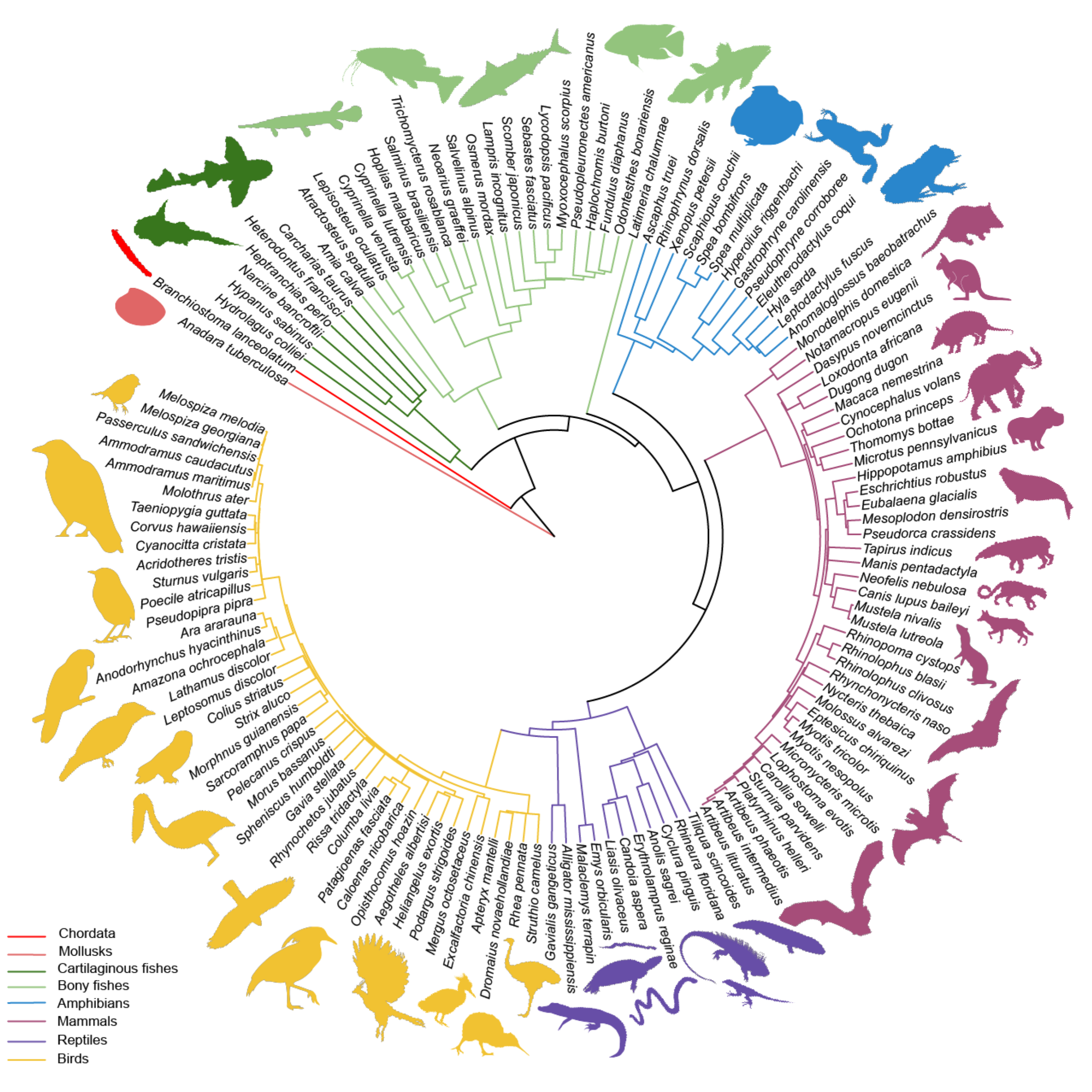 VGP Phylogenetic Tree